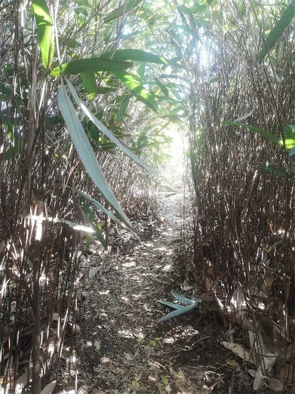 廣東博皓 博行天下丨虎年第一爬,挑戰(zhàn)從化老虎頭 -7