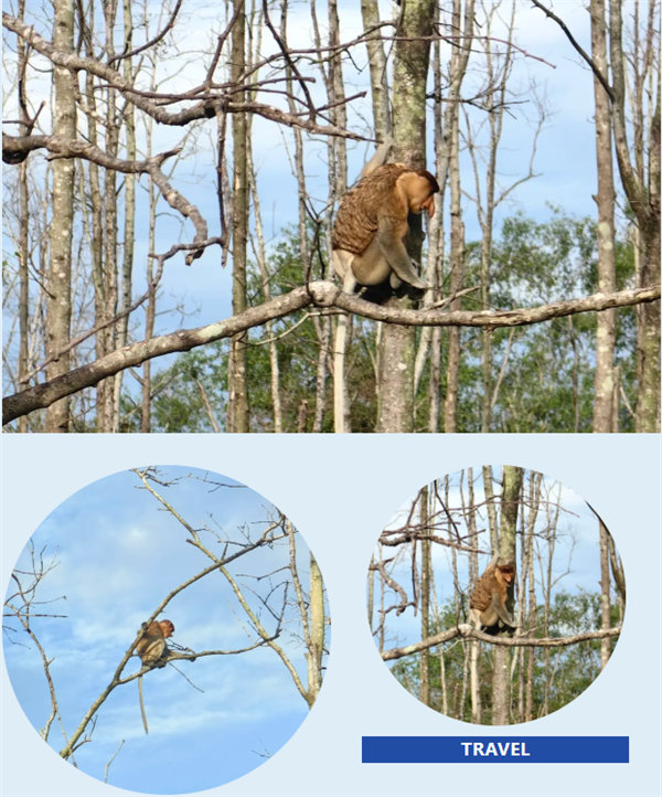 風雨兼程二十載，馬來之旅續新篇&mdash;&mdash;2024年博皓沙巴風情之旅     -4